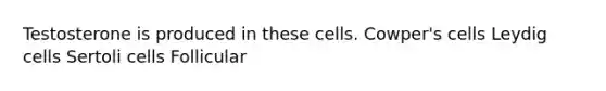 Testosterone is produced in these cells. Cowper's cells Leydig cells Sertoli cells Follicular