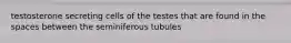 testosterone secreting cells of the testes that are found in the spaces between the seminiferous tubules