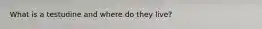 What is a testudine and where do they live?