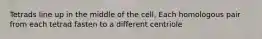 Tetrads line up in the middle of the cell, Each homologous pair from each tetrad fasten to a different centriole