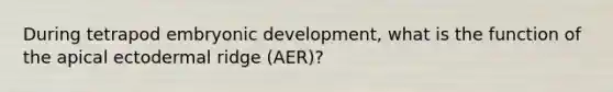 During tetrapod embryonic development, what is the function of the apical ectodermal ridge (AER)?