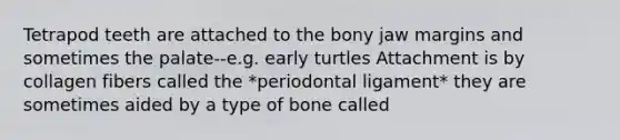 Tetrapod teeth are attached to the bony jaw margins and sometimes the palate--e.g. early turtles Attachment is by collagen fibers called the *periodontal ligament* they are sometimes aided by a type of bone called