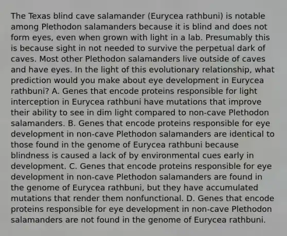 The Texas blind cave salamander (Eurycea rathbuni) is notable among Plethodon salamanders because it is blind and does not form eyes, even when grown with light in a lab. Presumably this is because sight in not needed to survive the perpetual dark of caves. Most other Plethodon salamanders live outside of caves and have eyes. In the light of this evolutionary relationship, what prediction would you make about eye development in Eurycea rathbuni? A. Genes that encode proteins responsible for light interception in Eurycea rathbuni have mutations that improve their ability to see in dim light compared to non-cave Plethodon salamanders. B. Genes that encode proteins responsible for eye development in non-cave Plethodon salamanders are identical to those found in the genome of Eurycea rathbuni because blindness is caused a lack of by environmental cues early in development. C. Genes that encode proteins responsible for eye development in non-cave Plethodon salamanders are found in the genome of Eurycea rathbuni, but they have accumulated mutations that render them nonfunctional. D. Genes that encode proteins responsible for eye development in non-cave Plethodon salamanders are not found in the genome of Eurycea rathbuni.