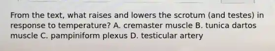 From the text, what raises and lowers the scrotum (and testes) in response to temperature? A. cremaster muscle B. tunica dartos muscle C. pampiniform plexus D. testicular artery