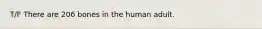 T/F There are 206 bones in the human adult.