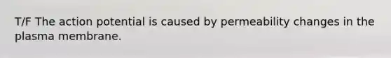 T/F The action potential is caused by permeability changes in the plasma membrane.