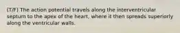 (T/F) The action potential travels along the interventricular septum to the apex of the heart, where it then spreads superiorly along the ventricular walls.