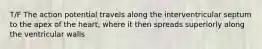 T/F The action potential travels along the interventricular septum to the apex of the heart, where it then spreads superiorly along the ventricular walls