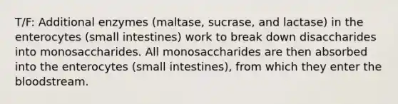 T/F: Additional enzymes (maltase, sucrase, and lactase) in the enterocytes (small intestines) work to break down disaccharides into monosaccharides. All monosaccharides are then absorbed into the enterocytes (small intestines), from which they enter the bloodstream.