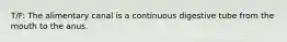 T/F: The alimentary canal is a continuous digestive tube from the mouth to the anus.