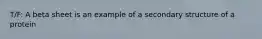 T/F: A beta sheet is an example of a secondary structure of a protein