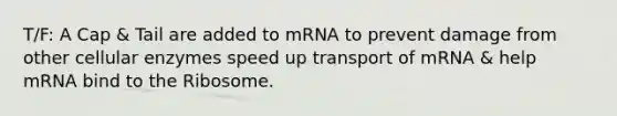 T/F: A Cap & Tail are added to mRNA to prevent damage from other cellular enzymes speed up transport of mRNA & help mRNA bind to the Ribosome.