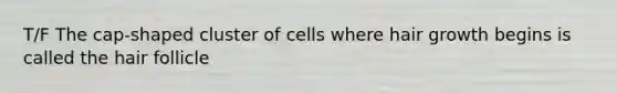 T/F The cap-shaped cluster of cells where hair growth begins is called the hair follicle