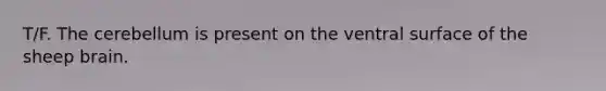 T/F. The cerebellum is present on the ventral surface of the sheep brain.