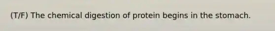 (T/F) The chemical digestion of protein begins in the stomach.