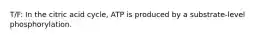 T/F: In the citric acid cycle, ATP is produced by a substrate-level phosphorylation.