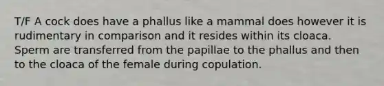 T/F A cock does have a phallus like a mammal does however it is rudimentary in comparison and it resides within its cloaca. Sperm are transferred from the papillae to the phallus and then to the cloaca of the female during copulation.