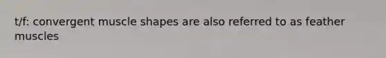 t/f: convergent muscle shapes are also referred to as feather muscles