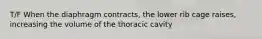 T/F When the diaphragm contracts, the lower rib cage raises, increasing the volume of the thoracic cavity