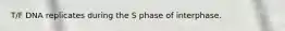 T/F DNA replicates during the S phase of interphase.