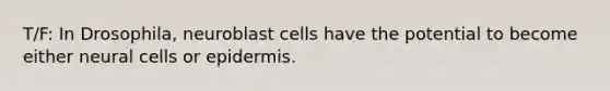 T/F: In Drosophila, neuroblast cells have the potential to become either neural cells or epidermis.