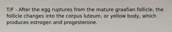 T/F - After the egg ruptures from the mature graafian follicle, the follicle changes into the corpus luteum, or yellow body, which produces estrogen and progesterone.