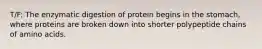 T/F: The enzymatic digestion of protein begins in the stomach, where proteins are broken down into shorter polypeptide chains of amino acids.