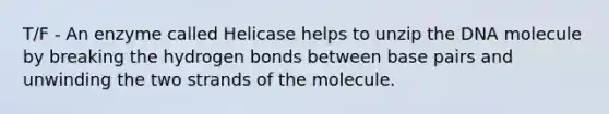 T/F - An enzyme called Helicase helps to unzip the DNA molecule by breaking the hydrogen bonds between base pairs and unwinding the two strands of the molecule.