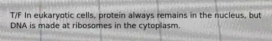 T/F In <a href='https://www.questionai.com/knowledge/kb526cpm6R-eukaryotic-cells' class='anchor-knowledge'>eukaryotic cells</a>, protein always remains in the nucleus, but DNA is made at ribosomes in the cytoplasm.