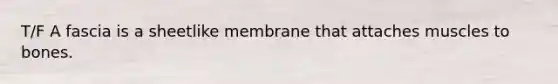 T/F A fascia is a sheetlike membrane that attaches muscles to bones.
