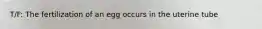 T/F: The fertilization of an egg occurs in the uterine tube