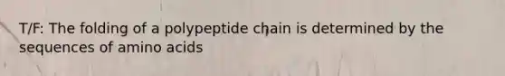 T/F: The folding of a polypeptide chain is determined by the sequences of amino acids