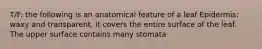 T/F: the following is an anatomical feature of a leaf Epidermis: waxy and transparent, it covers the entire surface of the leaf. The upper surface contains many stomata