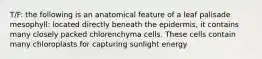 T/F: the following is an anatomical feature of a leaf palisade mesophyll: located directly beneath the epidermis, it contains many closely packed chlorenchyma cells. These cells contain many chloroplasts for capturing sunlight energy