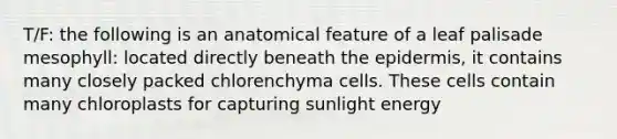 T/F: the following is an anatomical feature of a leaf palisade mesophyll: located directly beneath the epidermis, it contains many closely packed chlorenchyma cells. These cells contain many chloroplasts for capturing sunlight energy