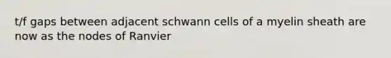 t/f gaps between adjacent schwann cells of a myelin sheath are now as the nodes of Ranvier