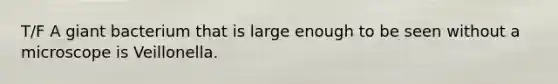 T/F A giant bacterium that is large enough to be seen without a microscope is Veillonella.