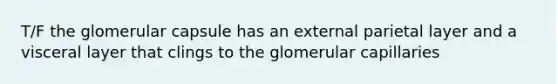 T/F the glomerular capsule has an external parietal layer and a visceral layer that clings to the glomerular capillaries