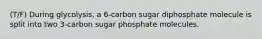 (T/F) During glycolysis, a 6-carbon sugar diphosphate molecule is split into two 3-carbon sugar phosphate molecules.