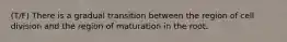 (T/F) There is a gradual transition between the region of cell division and the region of maturation in the root.