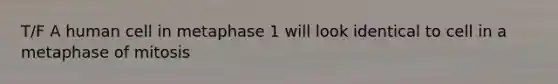 T/F A human cell in metaphase 1 will look identical to cell in a metaphase of mitosis