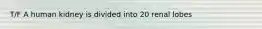 T/F A human kidney is divided into 20 renal lobes