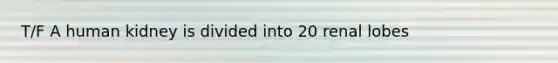 T/F A human kidney is divided into 20 renal lobes