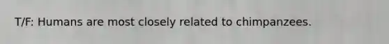 T/F: Humans are most closely related to chimpanzees.
