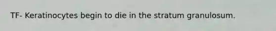 TF- Keratinocytes begin to die in the stratum granulosum.