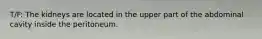 T/F: The kidneys are located in the upper part of the abdominal cavity inside the peritoneum.