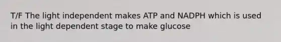 T/F The light independent makes ATP and NADPH which is used in the light dependent stage to make glucose