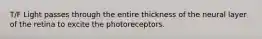 T/F Light passes through the entire thickness of the neural layer of the retina to excite the photoreceptors.