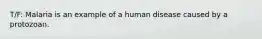 T/F: Malaria is an example of a human disease caused by a protozoan.