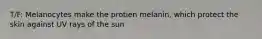 T/F: Melanocytes make the protien melanin, which protect the skin against UV rays of the sun